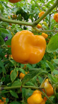 Orange Manzano Pepper Seeds - Rocoto Chile - Heirloom Capsicum Pubescens