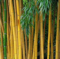 Golden Bamboo Seeds, 50pcs/pack