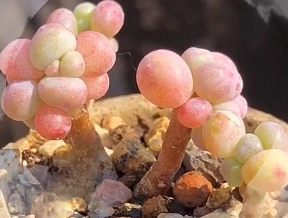 Pachyphytum garciae, rare succulents, 10 seeds [SEEDS ONLY]