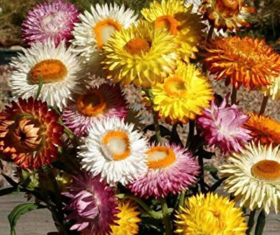 Strawflower Tall Double Mix Seeds 200+ Cut Flower Mixed Colors USA