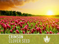 Crimson Clover Heirloom Seeds - Microgreens, Cover Crop, Open Pollinated, Non-GMO