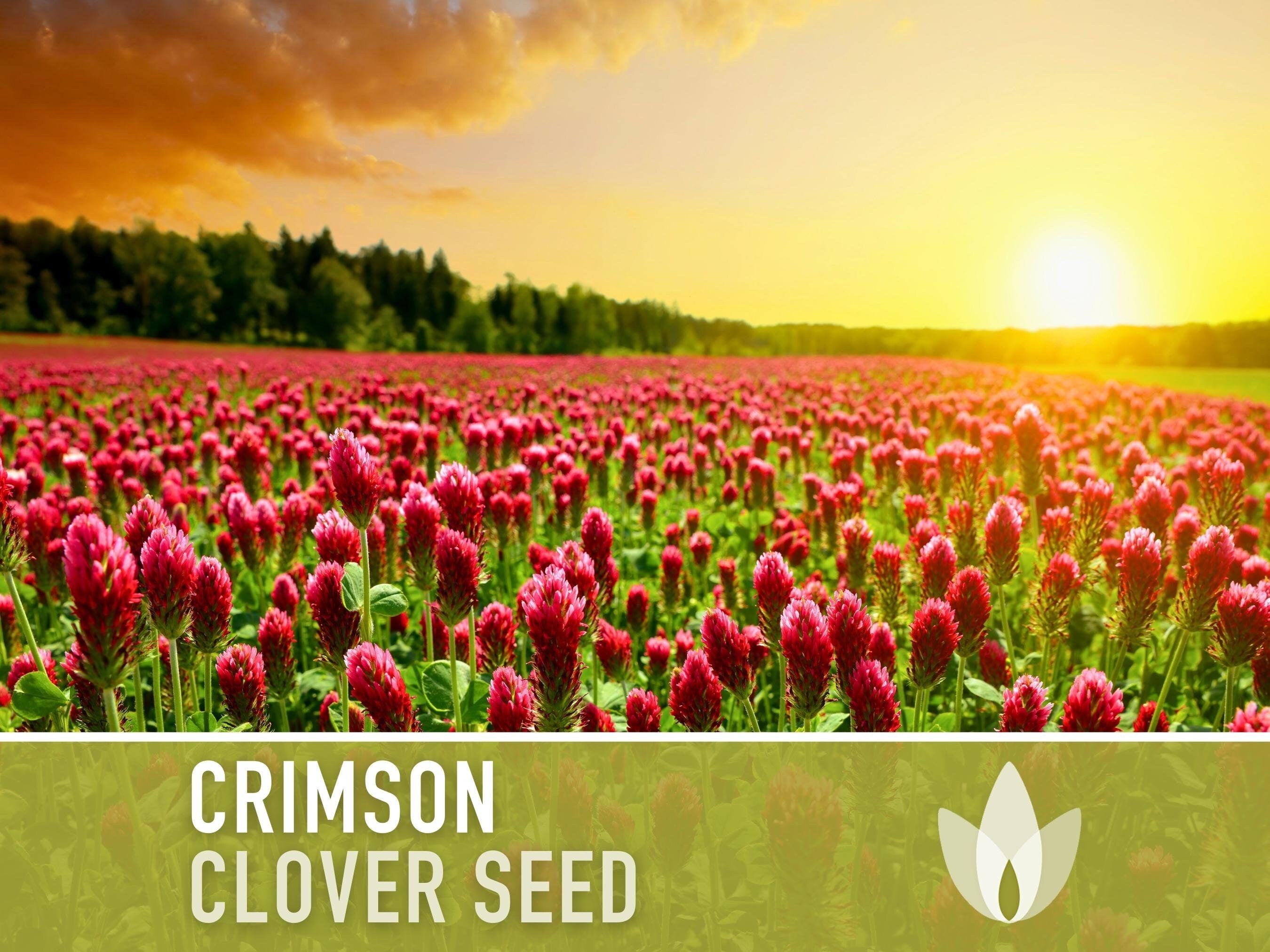 Crimson Clover Heirloom Seeds - Microgreens, Cover Crop, Open Pollinated, Non-GMO