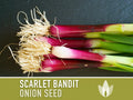 Scarlet Bandit Bunching Onion Seeds - Heirloom Seeds, White & Red Streaked Bulbs, Cool Season Onion, Red Scallion, Allium Cepa, Non-GMO