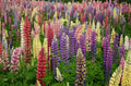 50/270 Lupine Russell Giant's Mix Seeds*Lupinus polyphyllus Perennial Plant*Vivid Blue/Pink/Red/White/Purple Flower Spike*Cut Flower Gardens