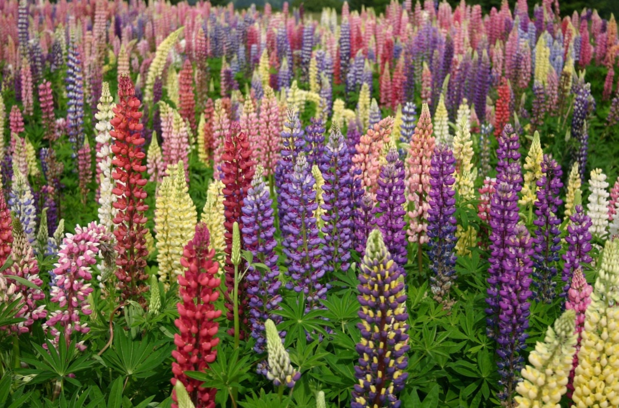 50/270 Lupine Russell Giant's Mix Seeds*Lupinus polyphyllus Perennial Plant*Vivid Blue/Pink/Red/White/Purple Flower Spike*Cut Flower Gardens