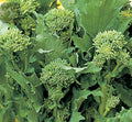 Broccoli seeds raab sorrento