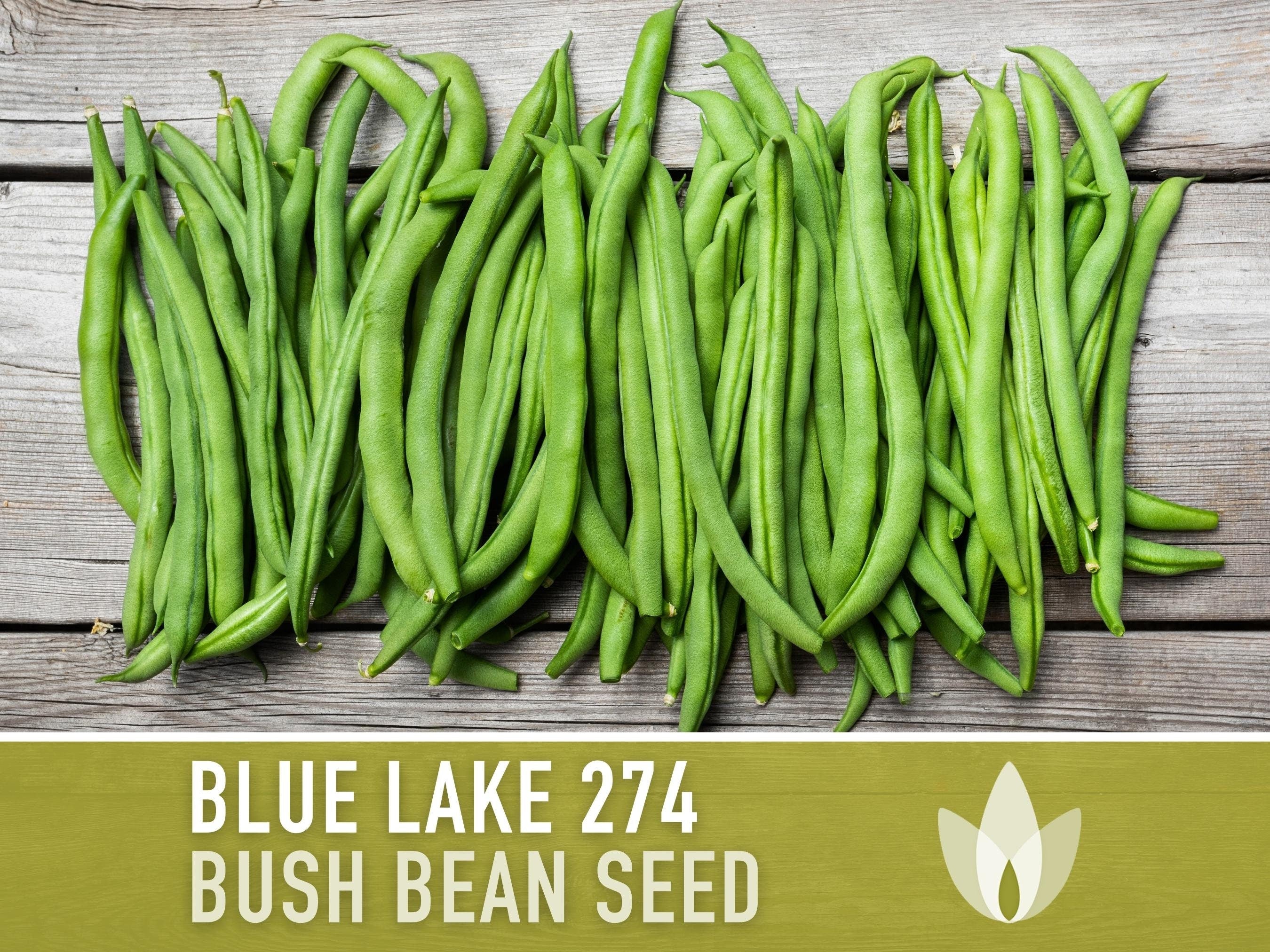 Blue Lake 274 Bush Bean Seeds - Heirloom, Early Yeild, Open Pollinated, Non-GMO, Untreated, Container Garden, Green Beans