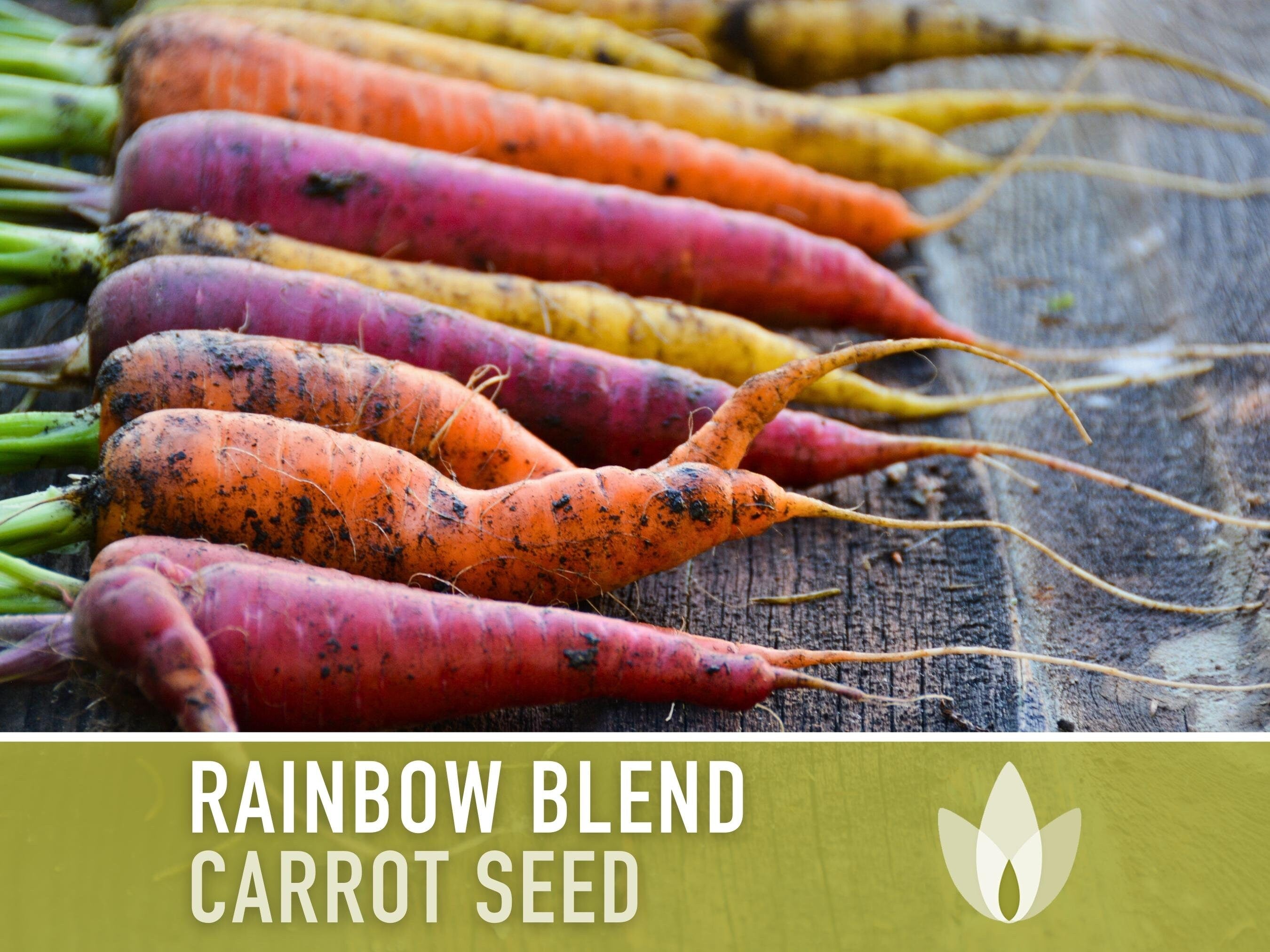 Rainbow Carrot Heirloom Seeds - Cosmic Purple, Atomic Red, Bambino Orange, Lunar White, Solar Yellow, Rainbow Blend, Non-GMO