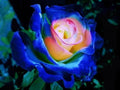 50Pcs Rare Seeds| English Blue and Yellow Rose. (#0117)