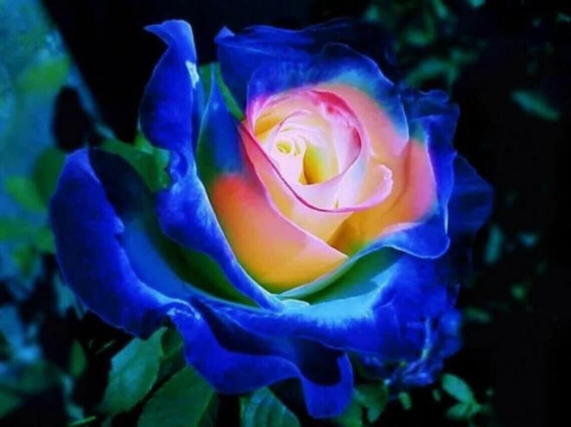 50Pcs Rare Seeds| English Blue and Yellow Rose. (#0117)