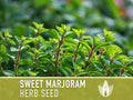 Sweet Marjoram Herb Seeds - Heirloom Seeds, Mediterranean Herb, Medicinal & Culinary Herb, Oregano, Zaatar, Open Pollinated, Non-GMO