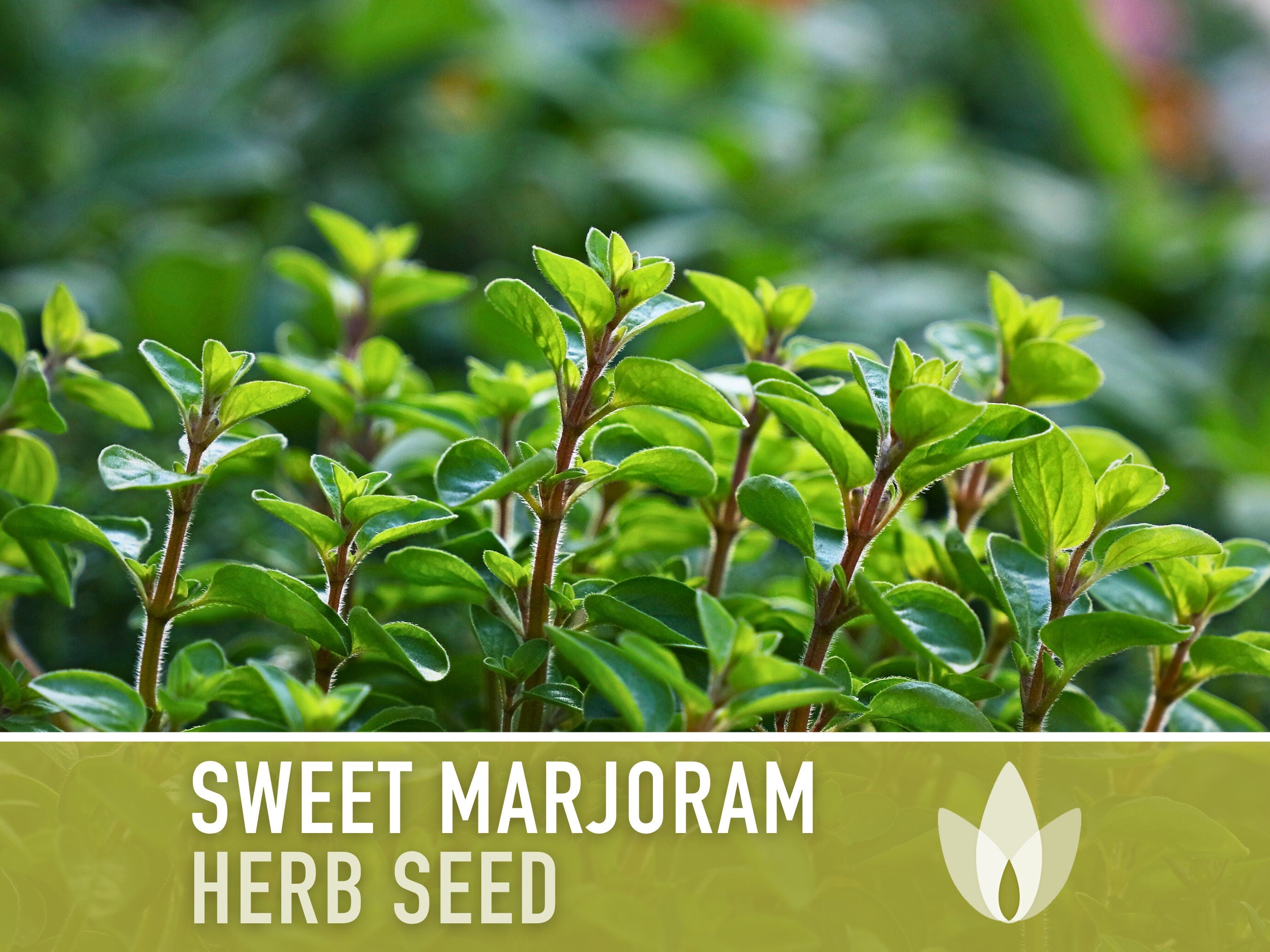 Sweet Marjoram Herb Seeds - Heirloom Seeds, Mediterranean Herb, Medicinal & Culinary Herb, Oregano, Zaatar, Open Pollinated, Non-GMO