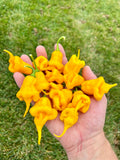 Jay's Yellow Ghost Scorpion Premium Pepper Seed Pack
