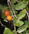 Sweet Desert Hackberry {Celtis pallida} Pre-Stratified | Edible | Landscaping | Drought Tolerant | 5 seeds Free Shipping!