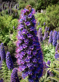 Pride of Madeira Seeds *FREE Shipping!* Fresh & Organic Echium candicans seeds | Purple Outdoor Flower Seeds Bulk | Echium fastuosum