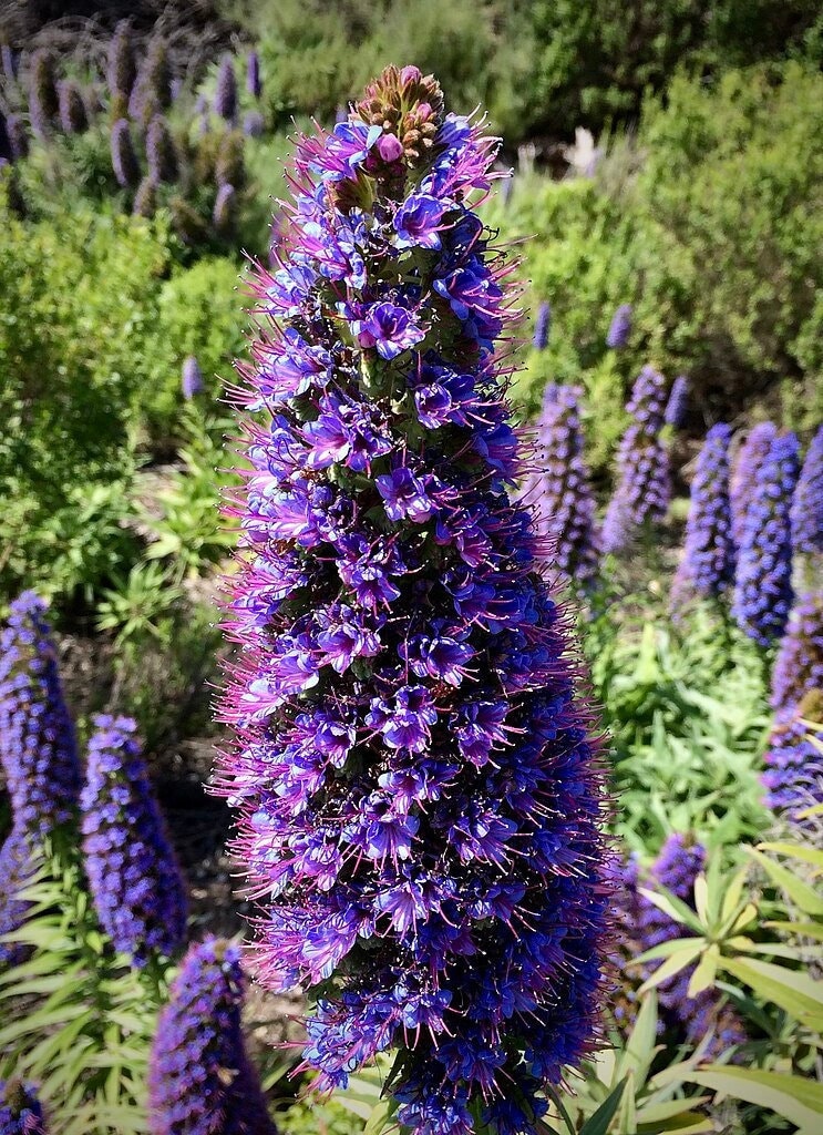 Pride of Madeira Seeds *FREE Shipping!* Fresh & Organic Echium candicans seeds | Purple Outdoor Flower Seeds Bulk | Echium fastuosum