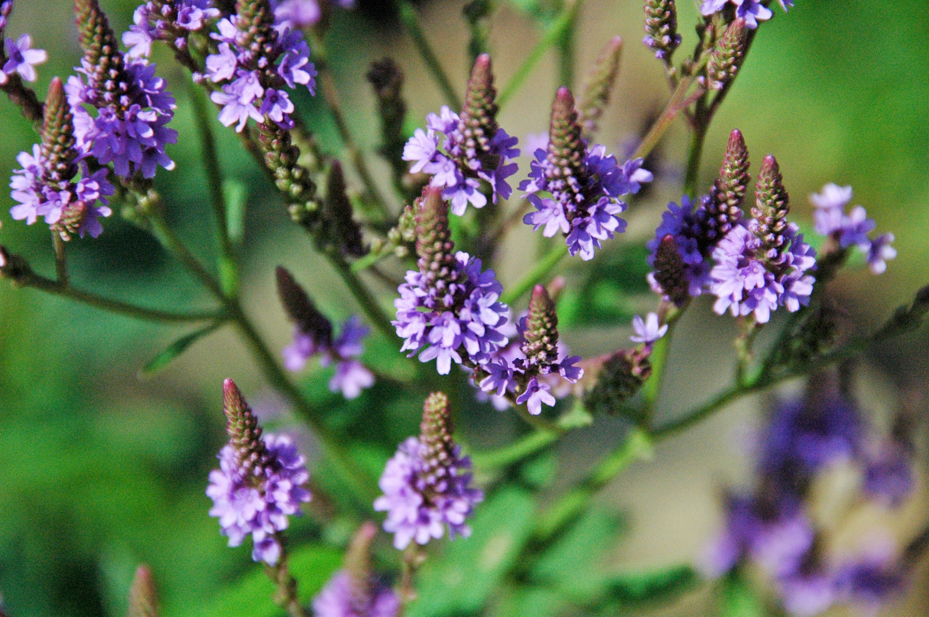 BLUE VERVAIN Seeds *Free Shipping!* Fresh & Organic Verbena hastata Seeds, Purple Outdoor Flower Seeds Bulk | Swamp Verbena Medicinal Herb