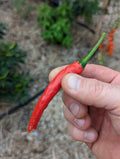 Cayenne (Cayenetta) Organic Pepper Seeds