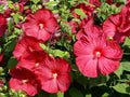 RUBY RED HIBISCUS Seeds *Free Shipping!* Fresh & Organic Hibiscus moscheutos Seeds | Red Outdoor Flower Seeds for Planting - Edible Plants