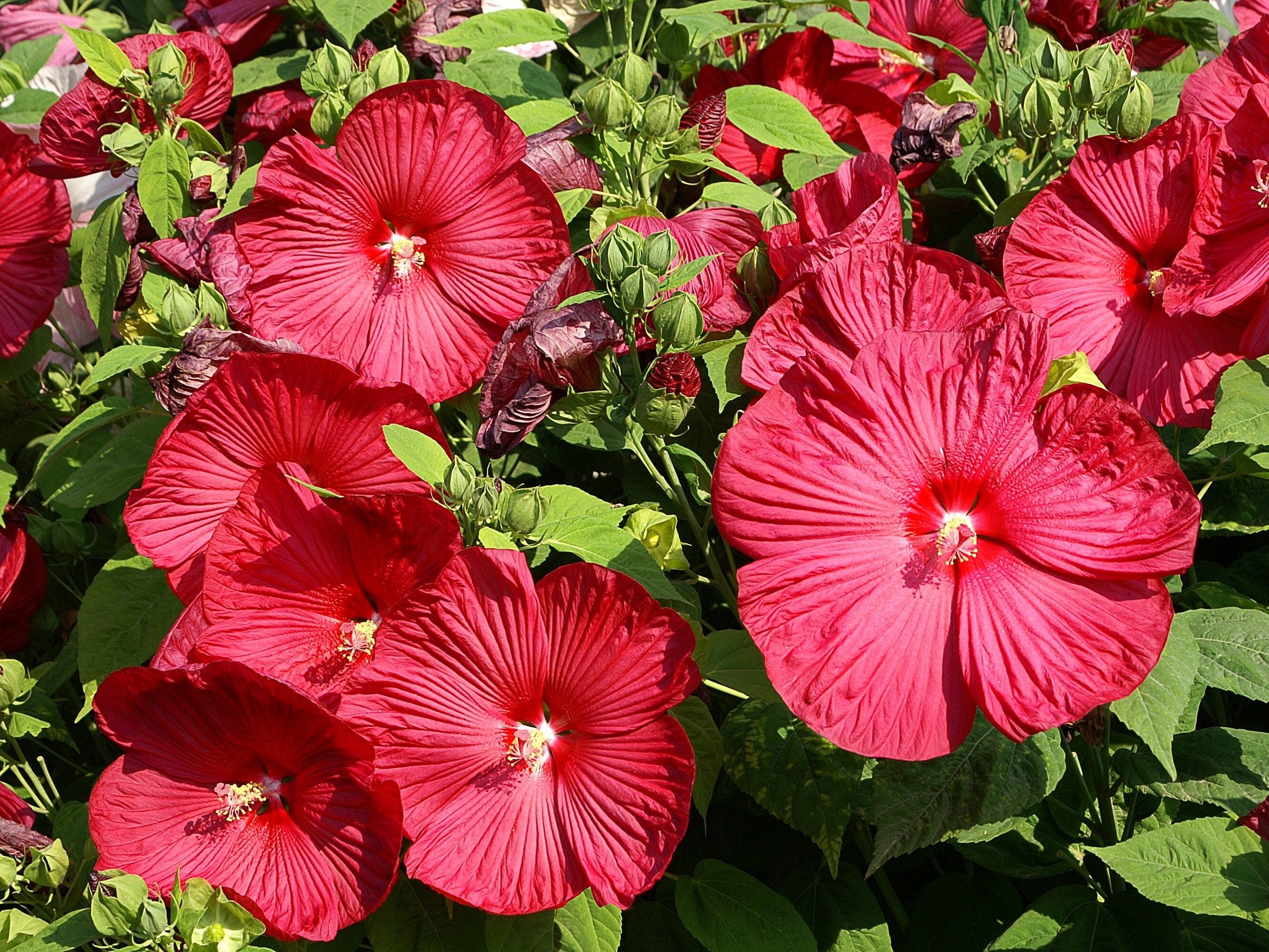 RUBY RED HIBISCUS Seeds *Free Shipping!* Fresh & Organic Hibiscus moscheutos Seeds | Red Outdoor Flower Seeds for Planting - Edible Plants