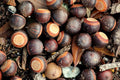 Pin Oak acorns seeds for planting tested Quercus palustris easy tree fresh harvest 2025