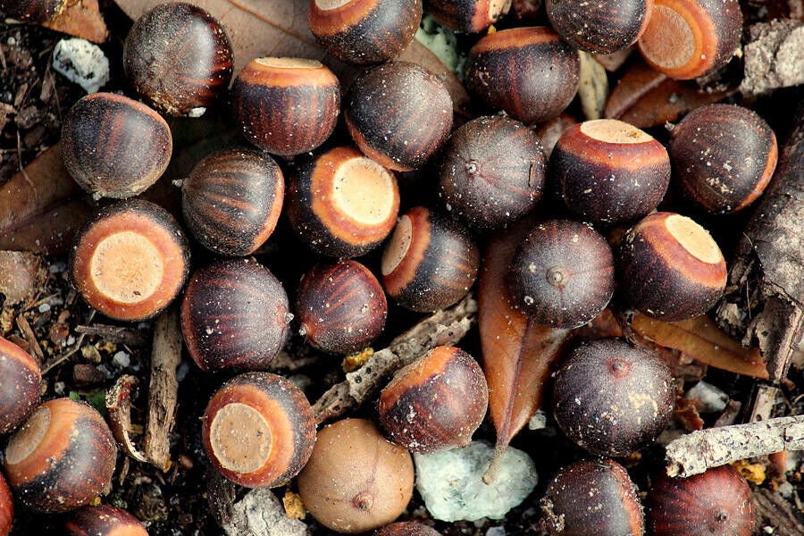Pin Oak acorns seeds for planting tested Quercus palustris easy tree fresh harvest 2025