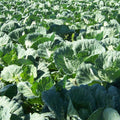 Portuguese Kale 200 Seeds, Tronchuda Beira, Open Pollinated Non GMO, Sea Kale, couve galega, Galician kale,  Beira Kale, Braganza cabbage