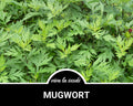 Mugwort | 100 Seeds | Medicinal Herb | Non GMO | Artemisia Vulgaris
