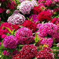 500 Sweet William Seeds. Free shipping