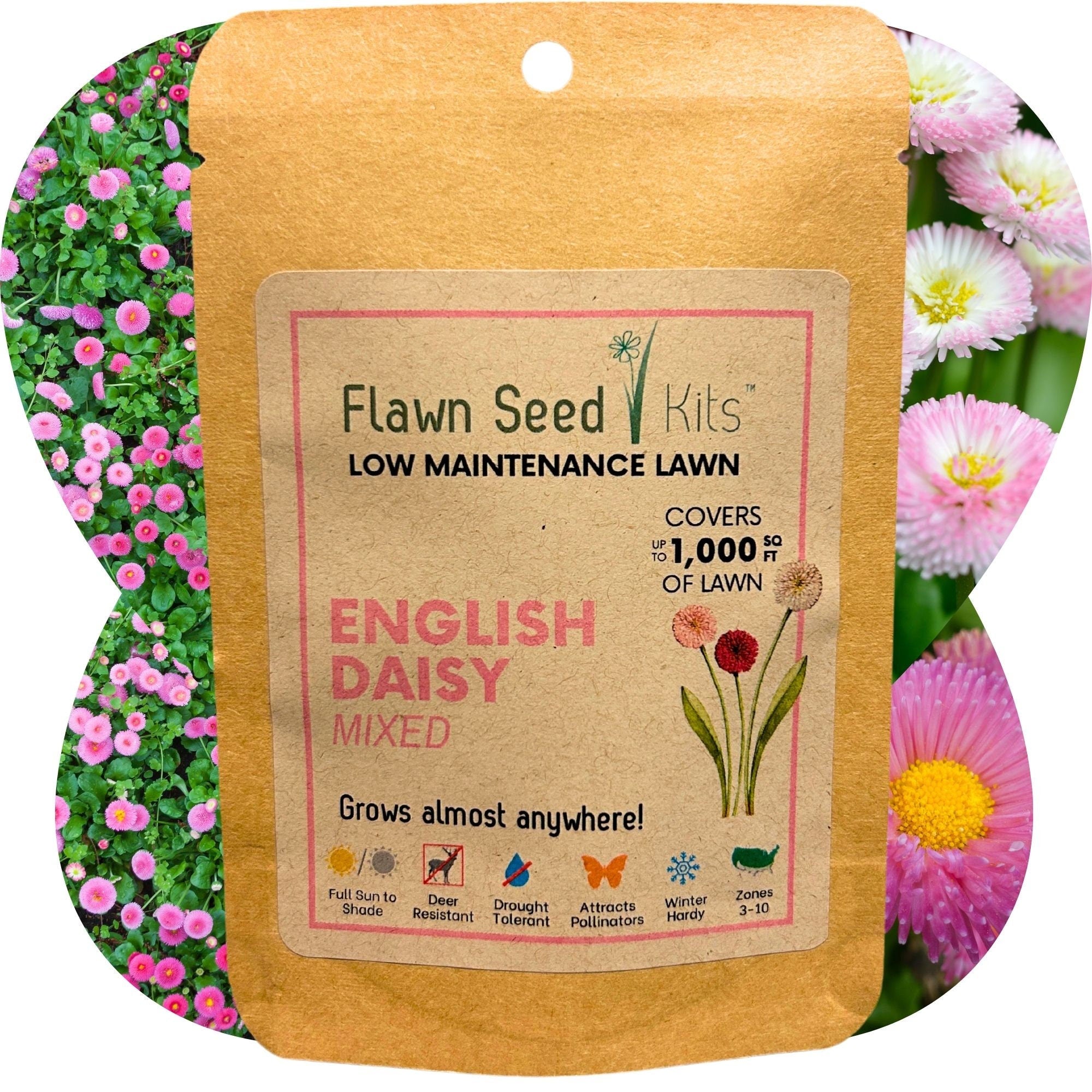 Non-GMO Dwarf English Daisy 'Mixed' Seed in compostable pouch covers 250-2,000 SqFt