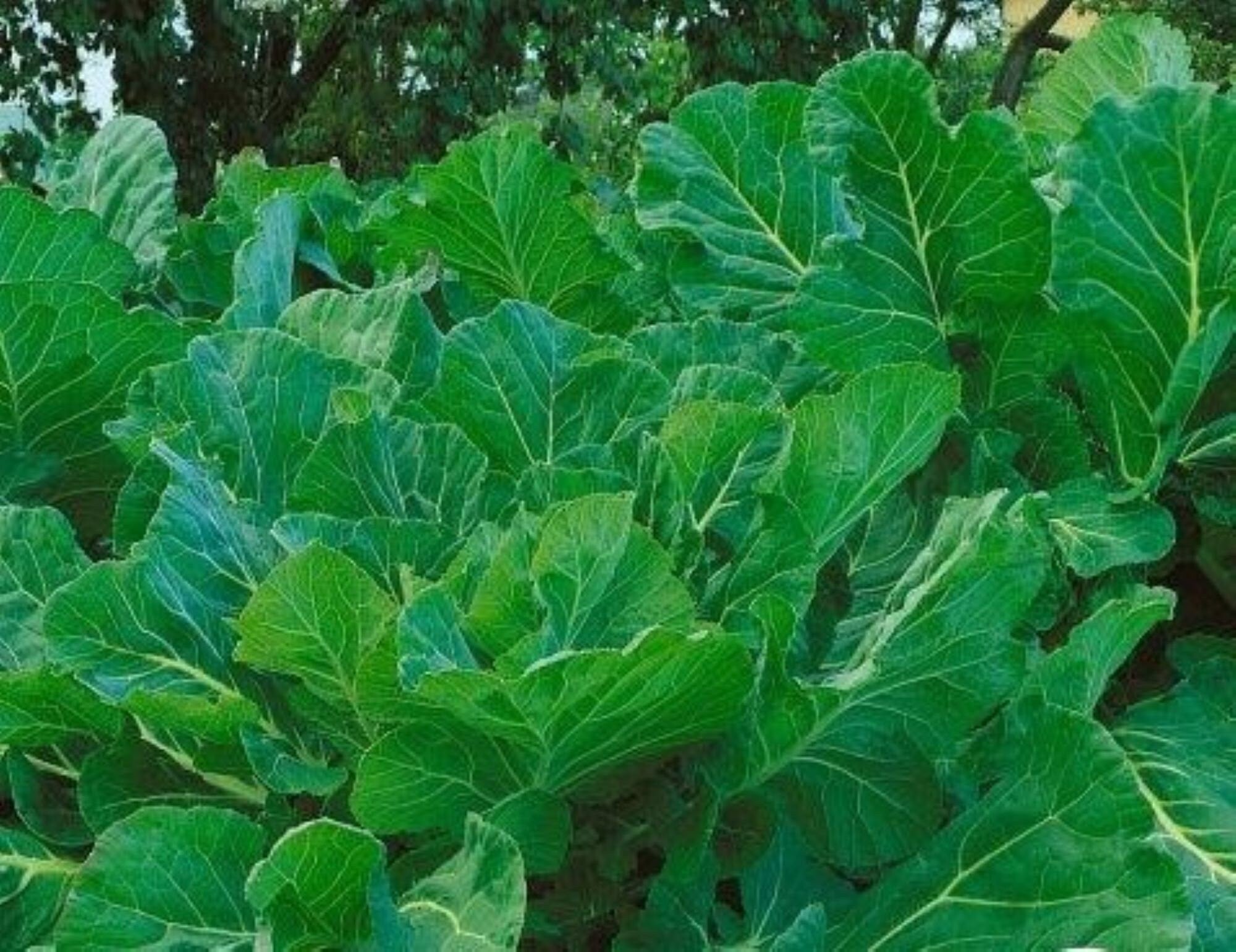 Heirloom Portuguese Kale - One gram - Tasty ! Greens ! Healthy ! Fresh ! 2024 ! Specialty ! Gourmet !