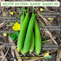 Luffa Gourd Seeds: Asian Sponge, F1 Hybrid