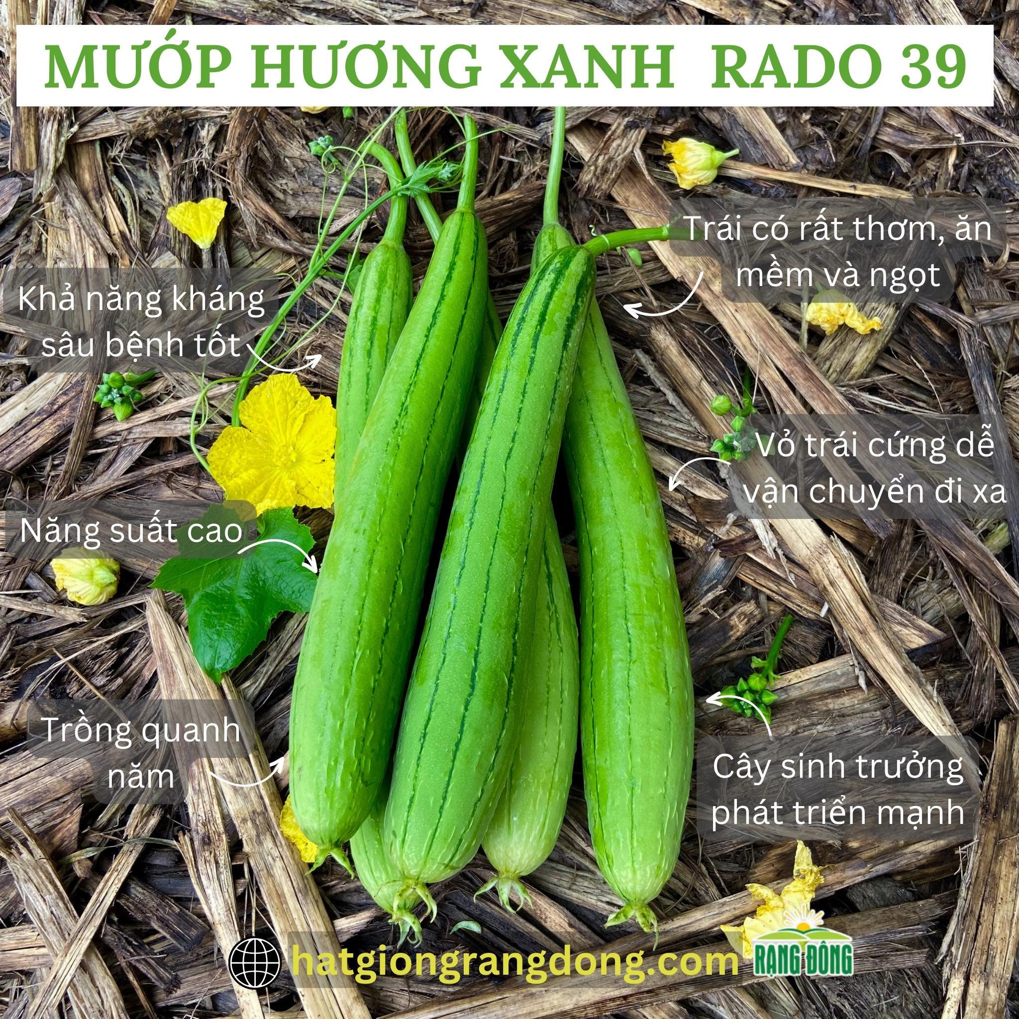Luffa Gourd Seeds: Asian Sponge, F1 Hybrid