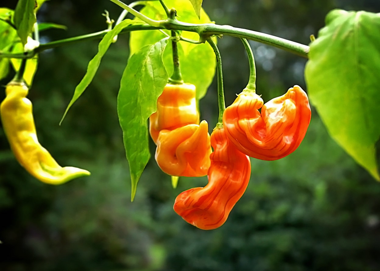 Sugar Rush Stripey pepper seeds