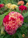 200 Variegated Cockscomb Celosia Seeds. Ships free