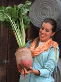 Mammoth Red Mangel Beet Seeds: 50+ Organic Heirloom Vegetable Seeds