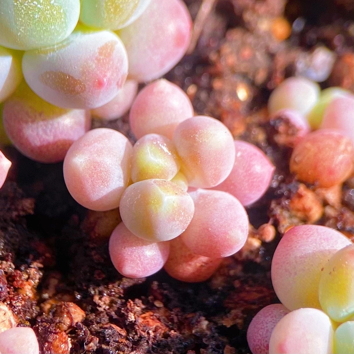 Echeveria Mia Seeds: Rare Pink Succulent (10 Seeds)