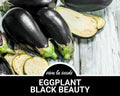 Eggplant, Black Beauty | 50 Seeds | Heirloom Vegetable | Open Pollinated | Non-GMO | Solanum melongena