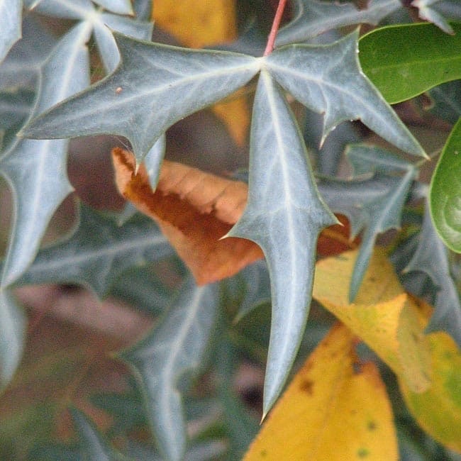 Seeds. Blue Agarita (Berberis trifoliolata blue)