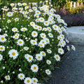 Tall Shasta Daisy Flower Seeds
