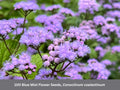 Blue Mist Flower Seeds: Hardy Ageratum, Monarch Butterfly Pollinator Plant, Conoclinium coelestinum
