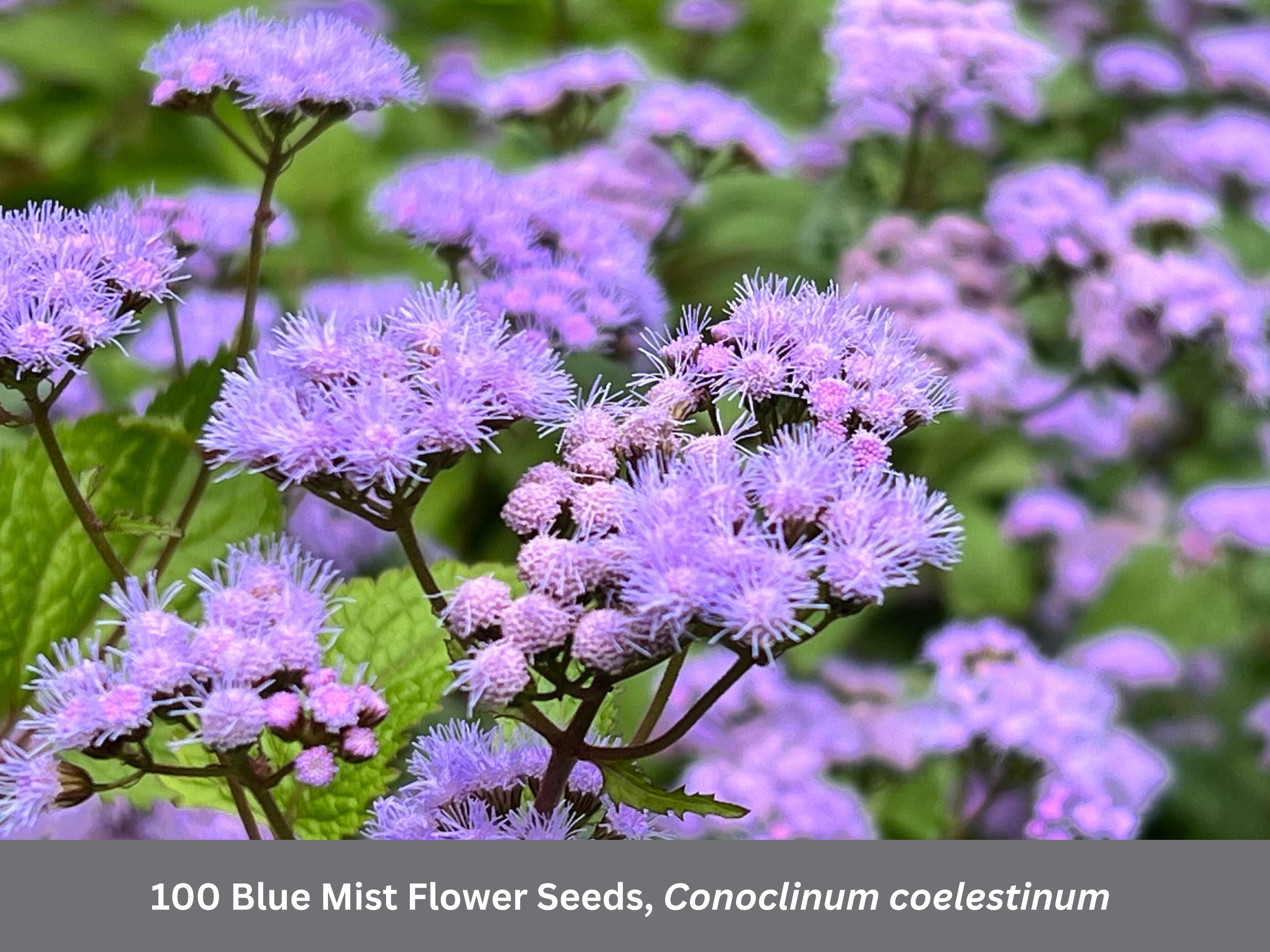 Blue Mist Flower Seeds: Hardy Ageratum, Monarch Butterfly Pollinator Plant, Conoclinium coelestinum