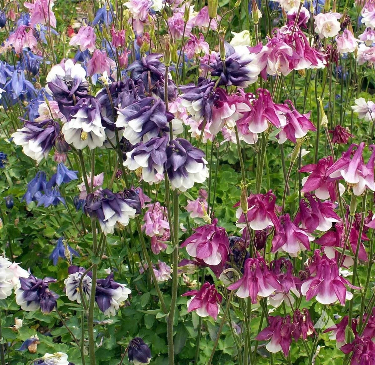 Dwarf Mixed Color Columbine Flower Seeds