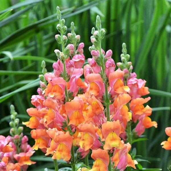 Orange Wonder Snapdragon Flower Seeds