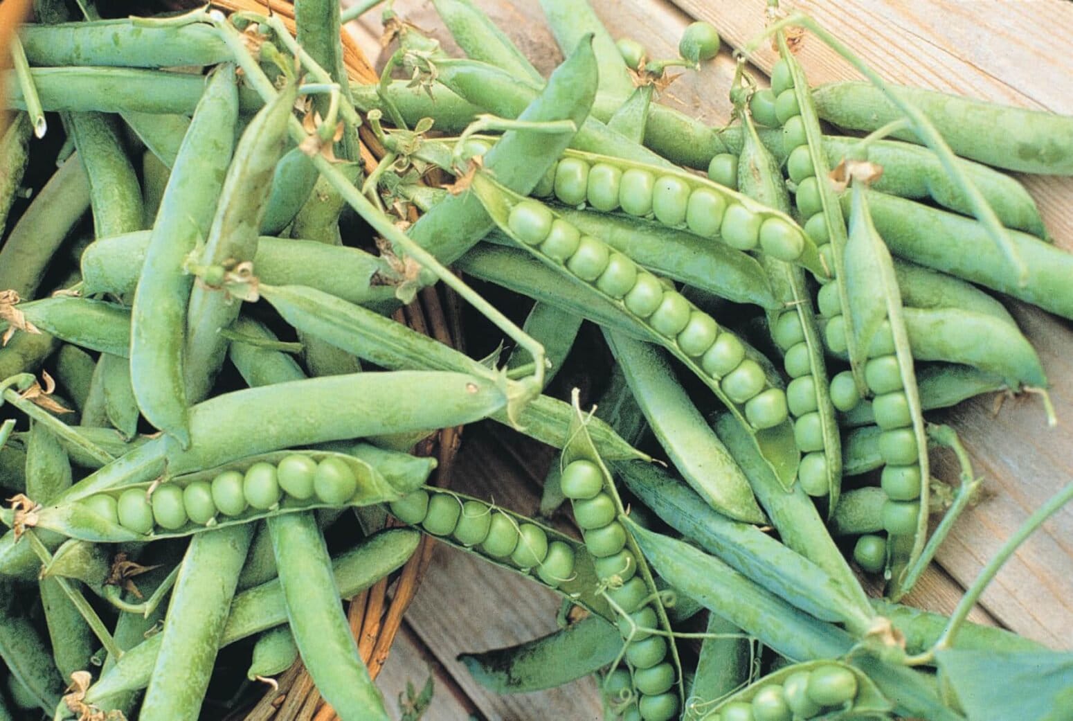 Heirloom Green Arrow English Pea seeds - Grown in USA ! Tasty ! Crisp ! Fresh ! English ! Specialty ! Shelling Pea !