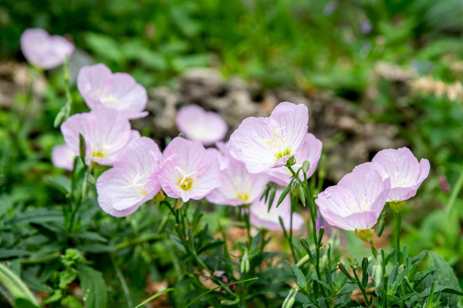 Pink Evening Primrose (Pinkladies) Seeds (Oenothera speciosa)