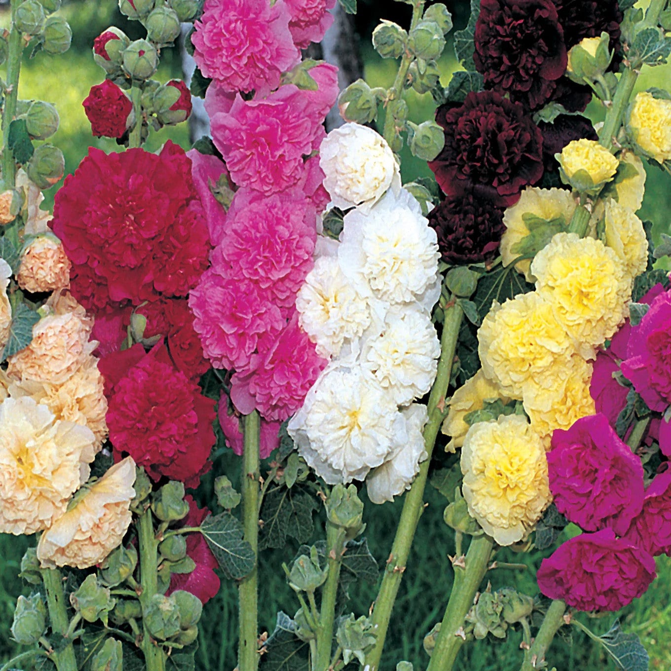 Chaters Double Mix Hollyhock Flower Seeds