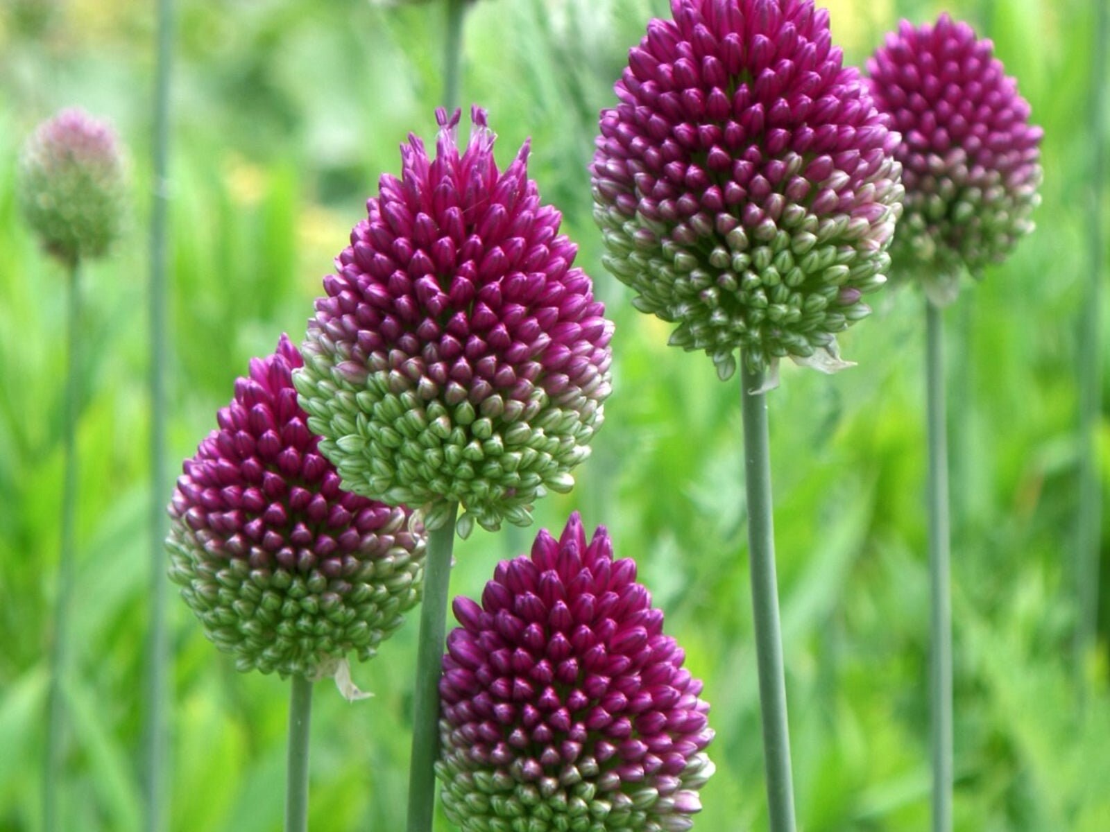 Drumstick Allium - Allium Sphaerocephalon 10 bulbs