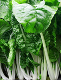 Heirloom Japanese Umaina Chard seeds - one gram appr 70 seeds - USA !! Fresh ! Healthy ! Salad green ! Gourmet ! Specialty ! Asian !