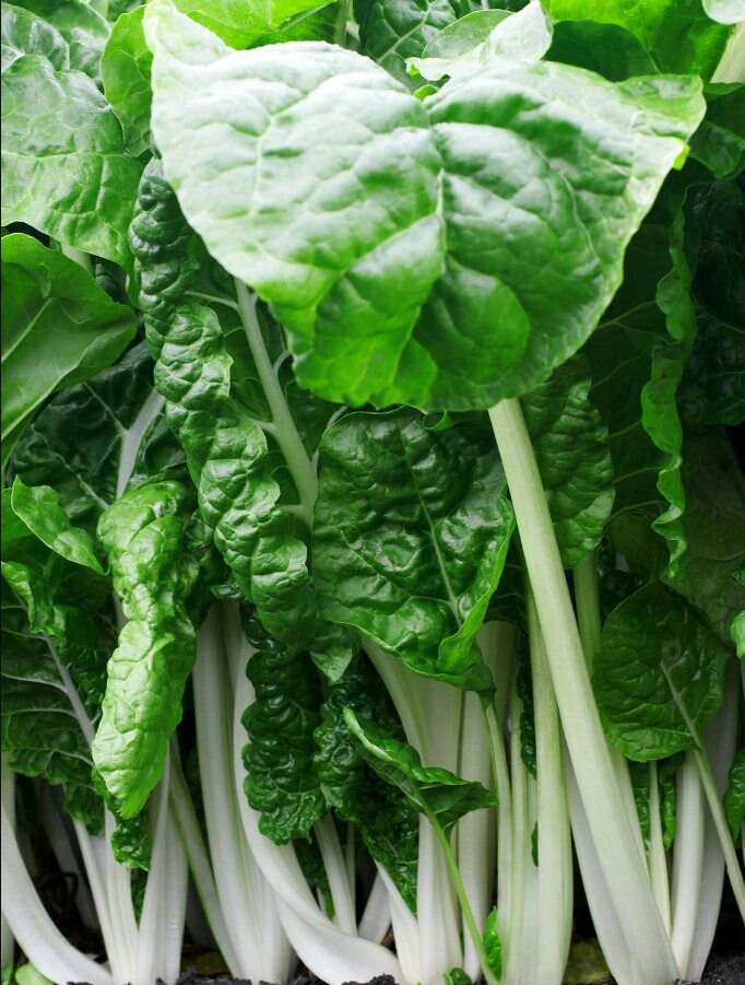 Heirloom Japanese Umaina Chard seeds - one gram appr 70 seeds - USA !! Fresh ! Healthy ! Salad green ! Gourmet ! Specialty ! Asian !